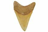 Serrated, Fossil Megalodon Tooth From Morocco - Rare Location #384264-1